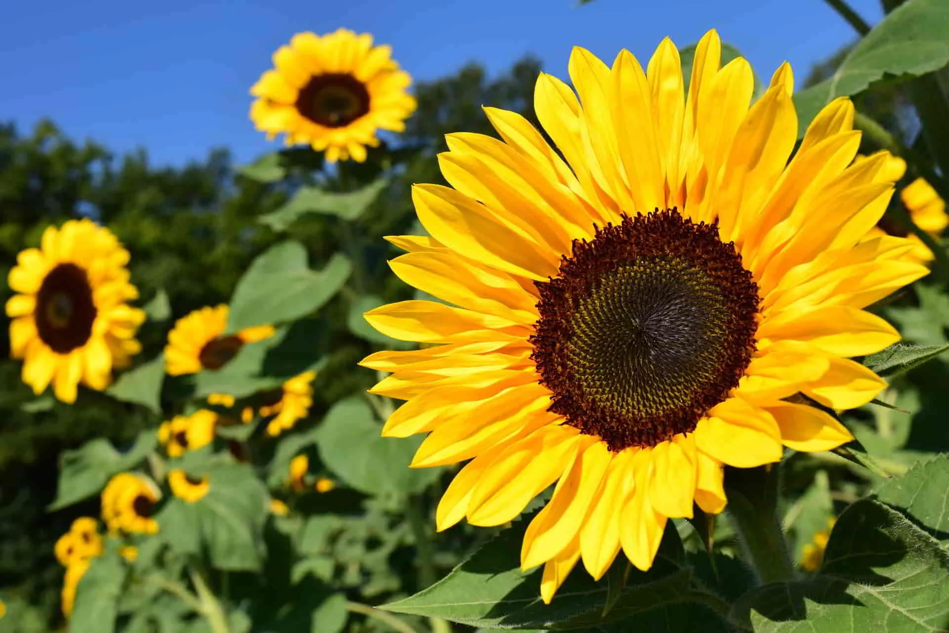 girasoli_risultato campo di girasoli